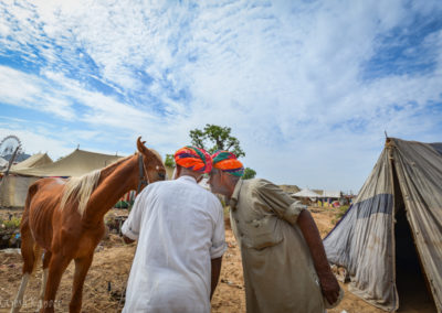 Examining a horse