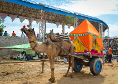 Camel cart at Pushkar