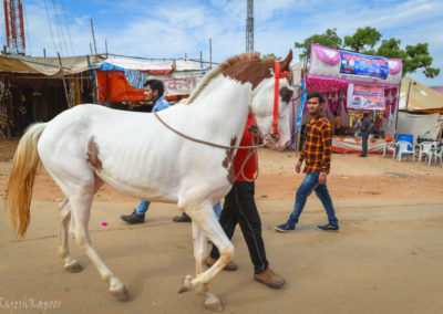 Horse at Pushkar