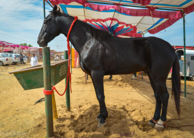 Black horse at Pushkar