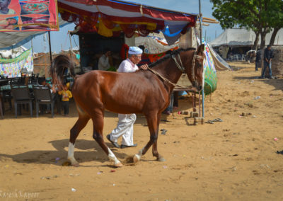 Horse walking