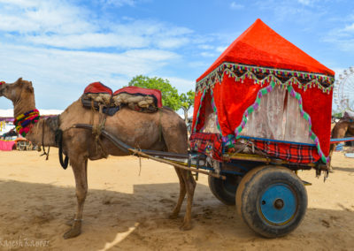 camel cart at Pushkar