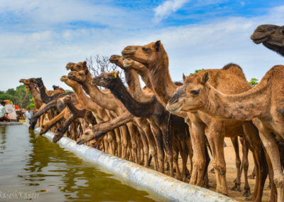 Camels at Pushkar