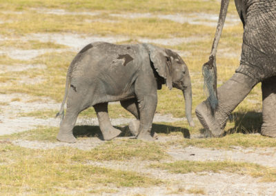 A Baby Elephant