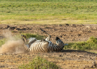 A Zebra Taking Mud Bath