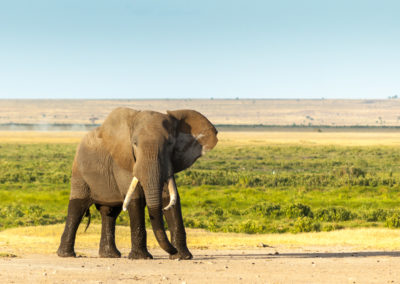 A Bull Elephant