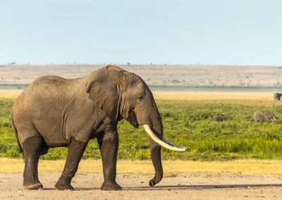 A Bull Elephant at Amboseli National Park