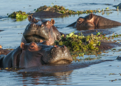 Hippopotamus