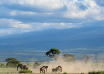 An elephant herd