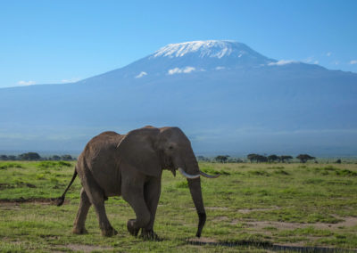 Elephant and Kilimanjaro