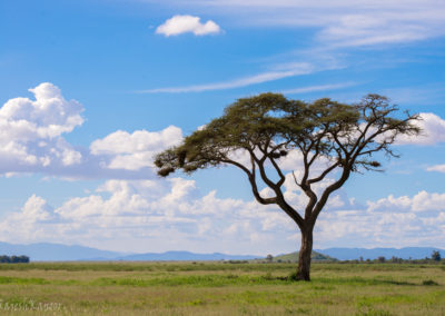 Amboseli National Park