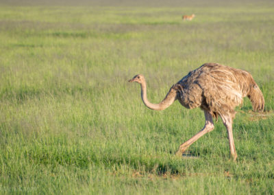 Ostrich