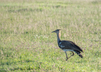 Kori Bustard