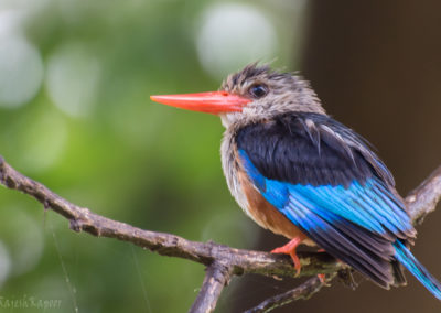 Brown-hooded Kingfisher