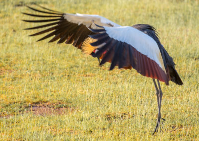 Grey Crowned Crane