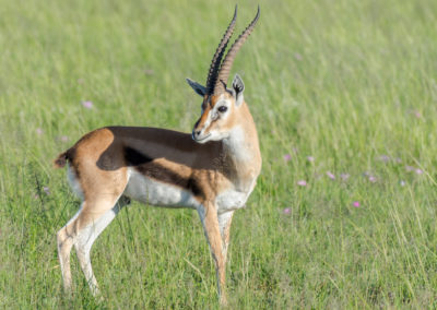 Grant's gazelle