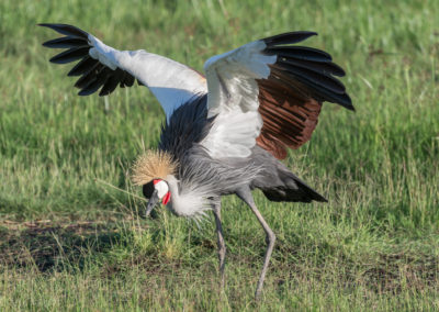 Grey Crowned Crane