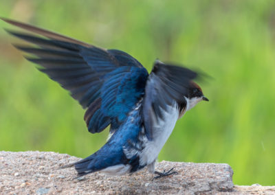 Tree Swallow