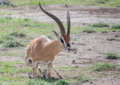 Grant's gazelle