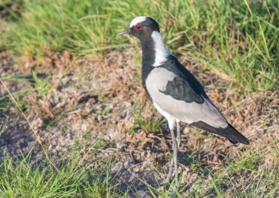 Blacksmith Lapwing