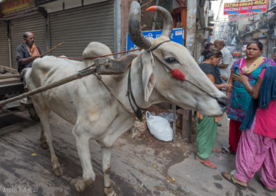 Life in the Streets of Old Delhi