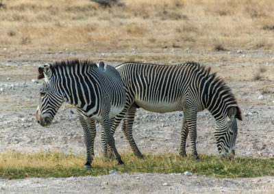 Zebra