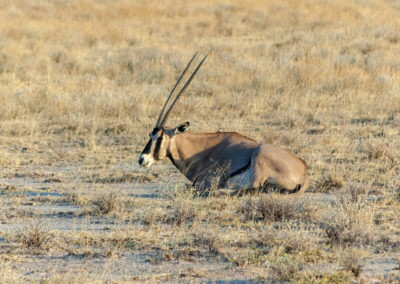 Gemsbok