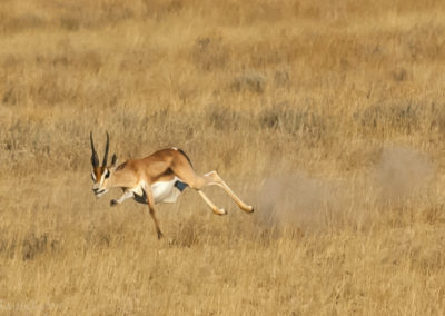 Thomson's Gazelle