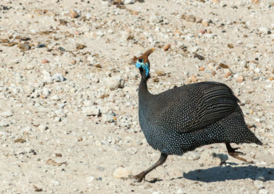 Helmeted Guineafowl