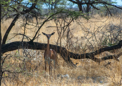 Gerenuk