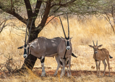 A gemsbok family