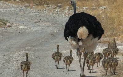 An Ostrich Family