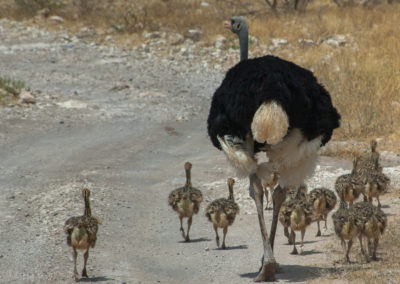 Ostrich Family