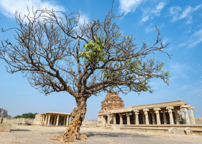 The lone tree, Vitthala Temple