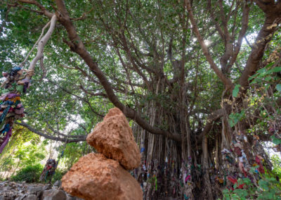 Sacred Banyan Tree