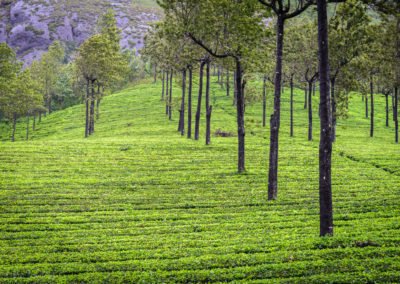 Munnar Tea Gardens