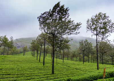 Munnar Tea Gardens