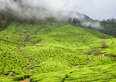 Munnar Tea Gardens