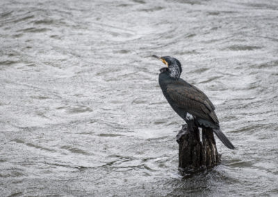 Indian Cormorant