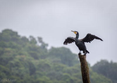 Indian Cormorant