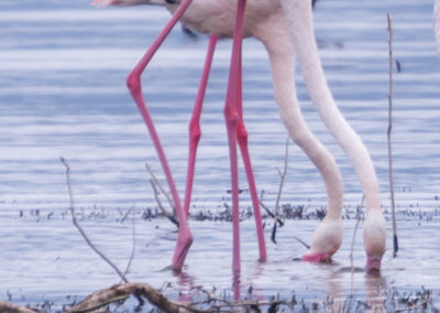 Greater Flamingo