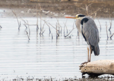 Grey Heron