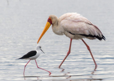 Yellow-billed stork and Black-winged Stilt