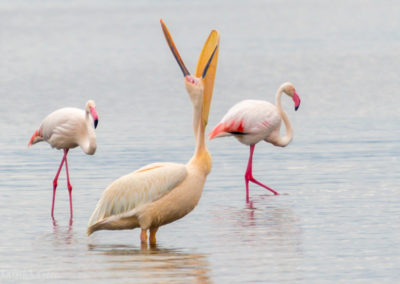 Yellow-billed Pelican