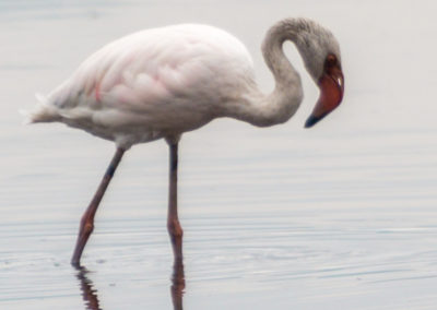 Greater Flamingo