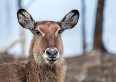 African Waterbuck