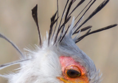 Secretary Bird