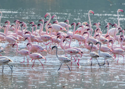 A Colony of Flamingos