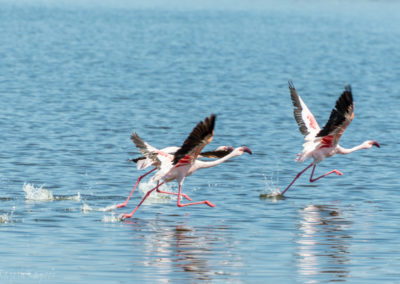 Flamingos Taking Off