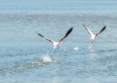 Flamingos Taking Off